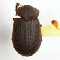Trox affinis