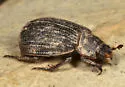 Trox atrox