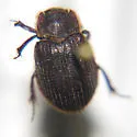 Trox atrox - photo 3