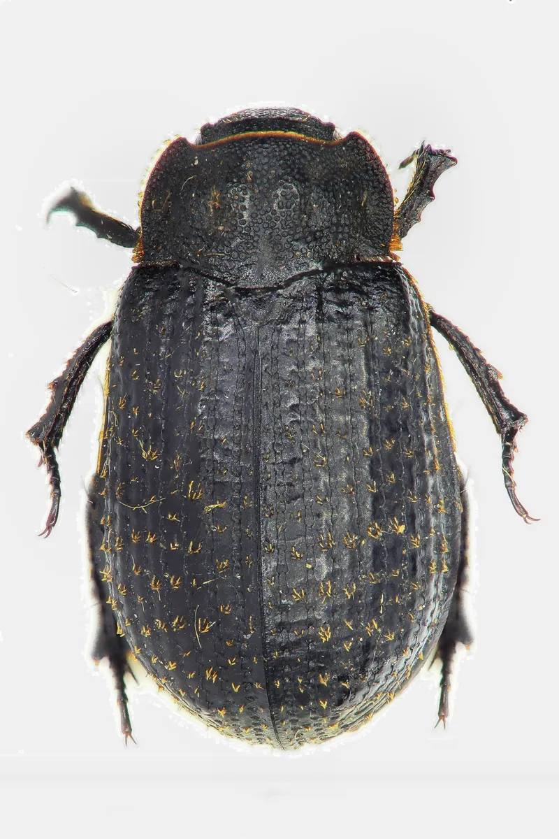 Trox cadaverinus