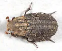 Trox capillaris - photo 2