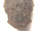 Trox capillaris - photo 3