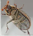 Trox capillaris - photo 5