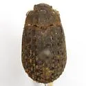Trox contractus
