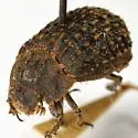 Trox contractus - photo 2