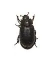 Trox fascifer