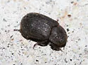 Trox fascifer - photo 2