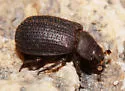 Trox fascifer - photo 3