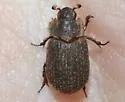 Trox fascifer - photo 4