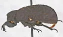 Trox floridanus - photo 2