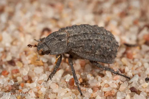 Trox gemmulatus - photo 2
