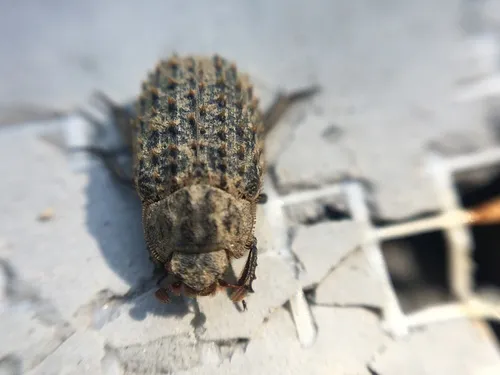 Trox hispidus