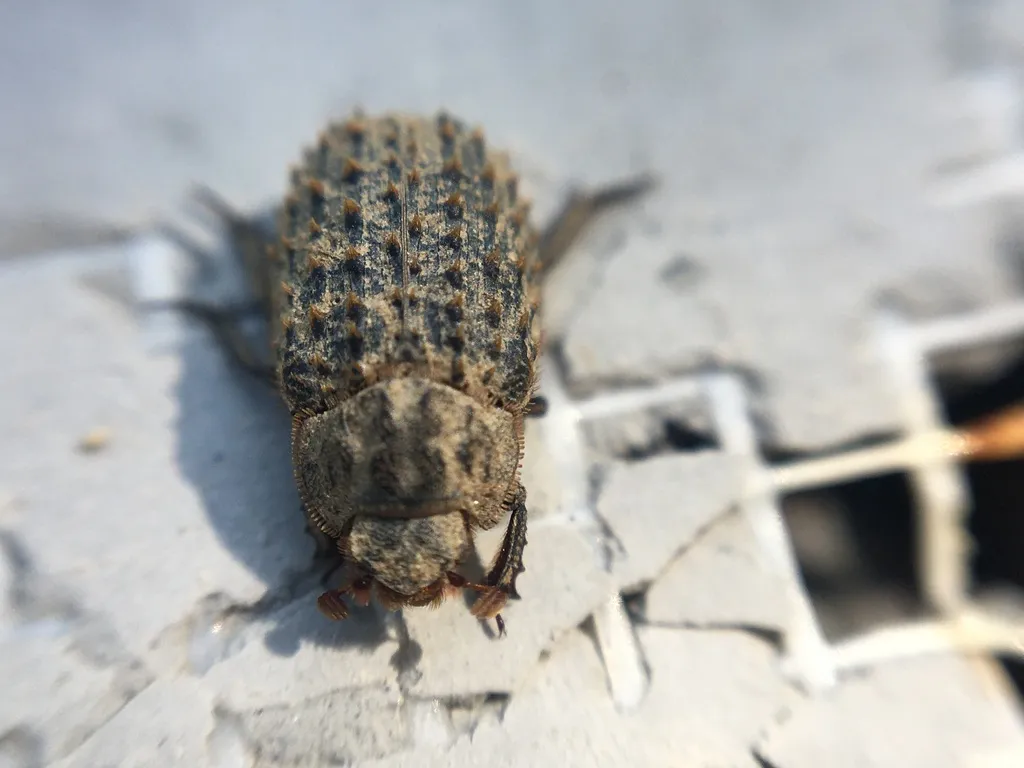 Trox hispidus - photo 2