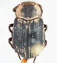 Trox laticollis - Trox laticollis