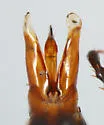 Trox laticollis - photo 2