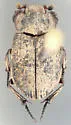 Trox laticollis - photo 4