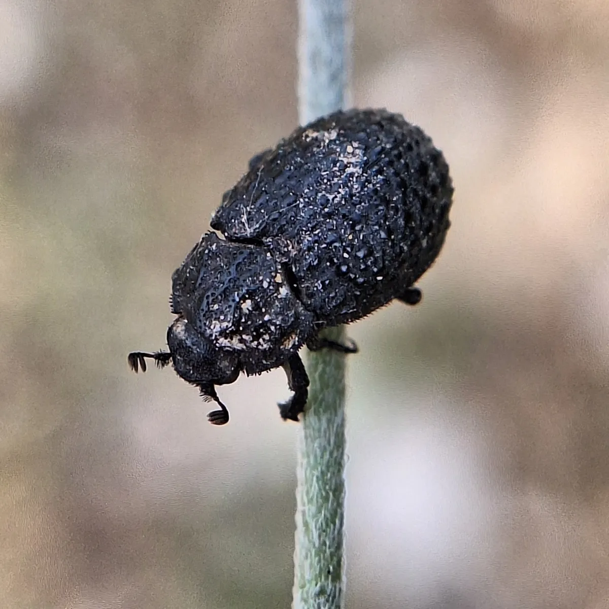 Trox perlatus - photo 3