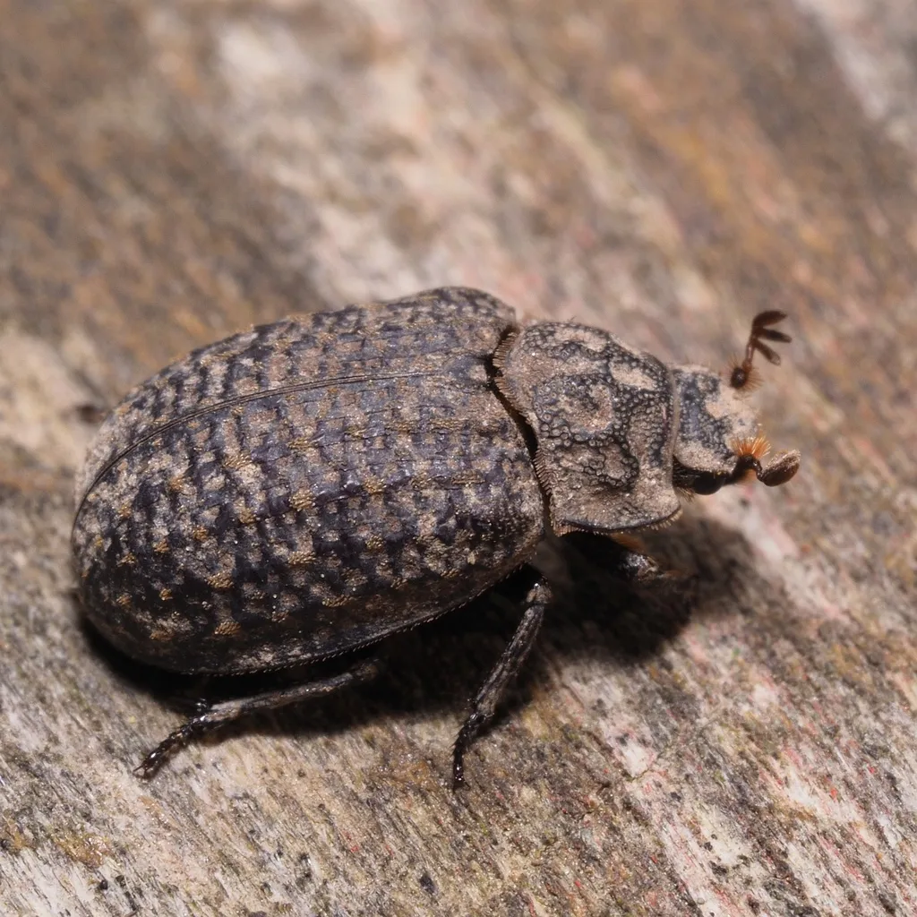 Trox sabulosus - photo 2