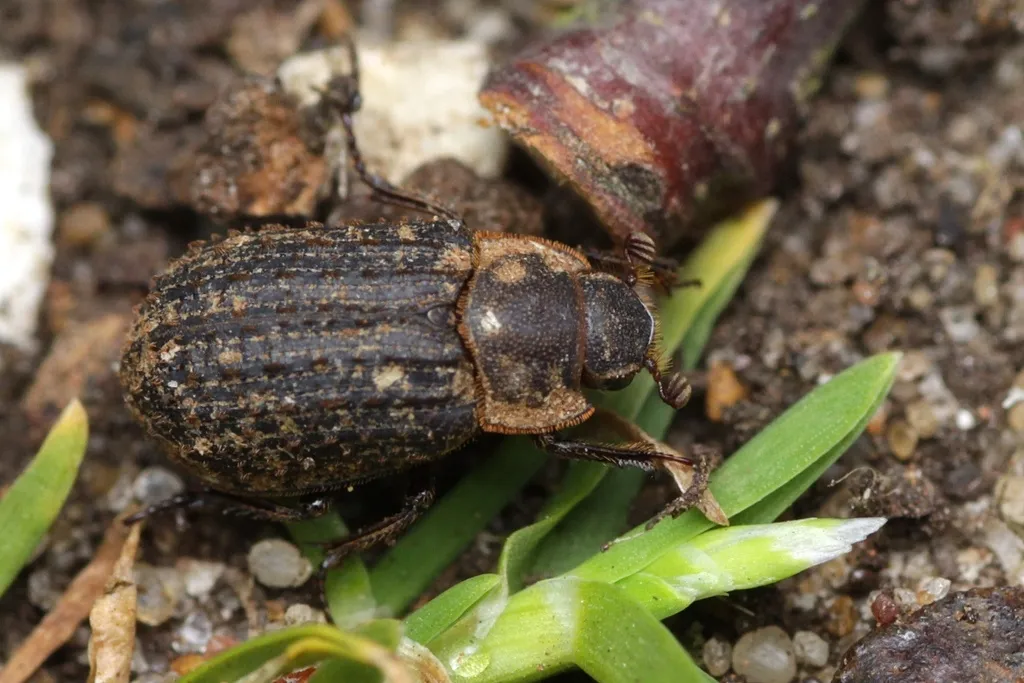 Trox scaber - photo 2