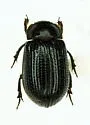 Trox striatus - photo 2