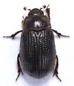 Trox striatus - photo 3