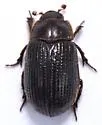 Trox striatus - photo 4