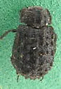 Trox tuberculatus - Trox tuberculatus