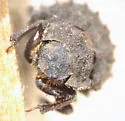 Trox tuberculatus - photo 2