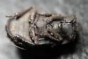 Trox tuberculatus - photo 4
