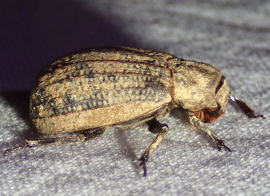 Trox unistriatus - photo 2
