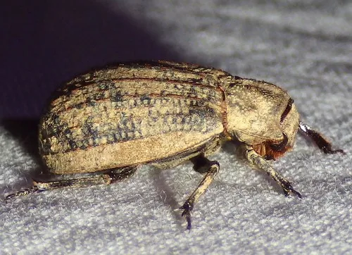 Trox unistriatus - photo 3