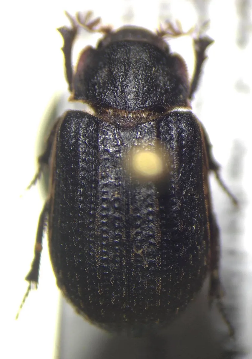 Trox variolatus - photo 2