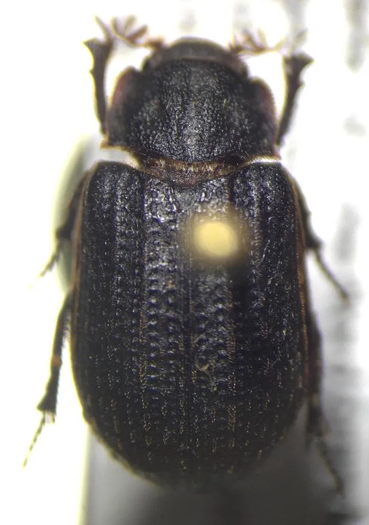 Trox variolatus - photo 3