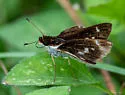 Fabulous Skipper - photo 2