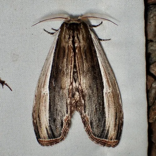 Truncaptera inopinata - Hodges#8027 - Truncaptera inopinata