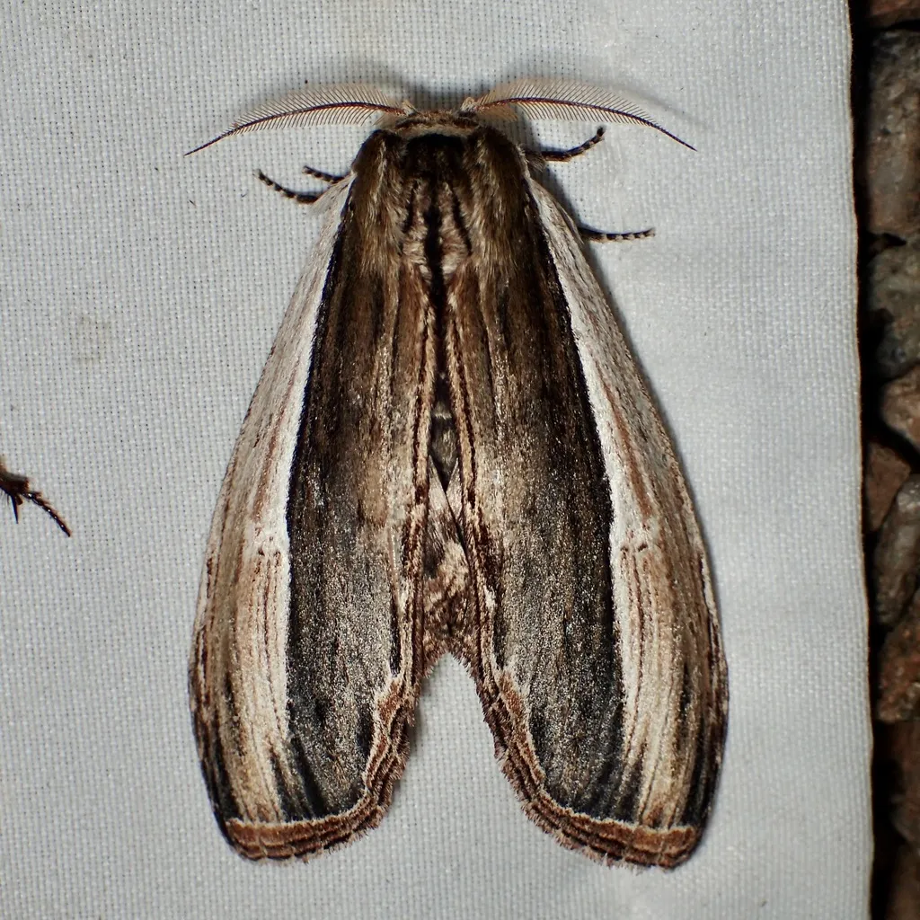 Truncaptera inopinata - Hodges#8027 - photo 2