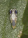 Trupanea actinobola - photo 2