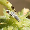 Trupanea bisetosa