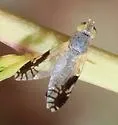 Trupanea bisetosa - photo 2