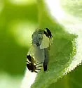 Trupanea bisetosa - photo 4