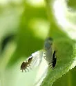 Trupanea bisetosa - photo 5