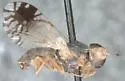 Trupanea dacetoptera