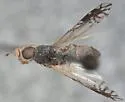 Trupanea dacetoptera - photo 2
