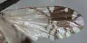Trupanea dacetoptera - photo 3