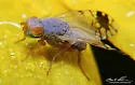 Trupanea eclipta