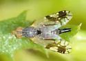 Trupanea femoralis
