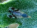 Trupanea femoralis - photo 2