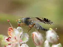 Trupanea femoralis - photo 5