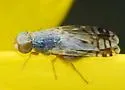 Trupanea imperfecta