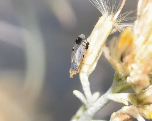Trupanea jonesi